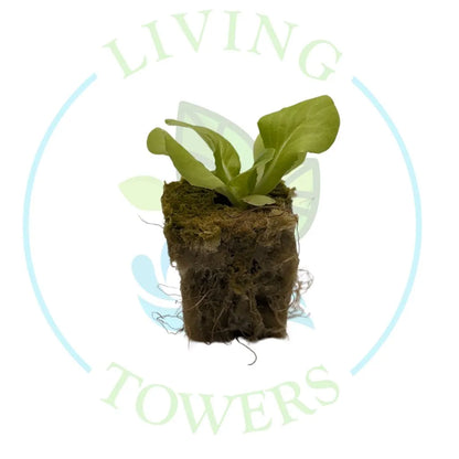 Adriana Butterhead Lettuce Tower Garden Seedling | Living Towers Florida Keys