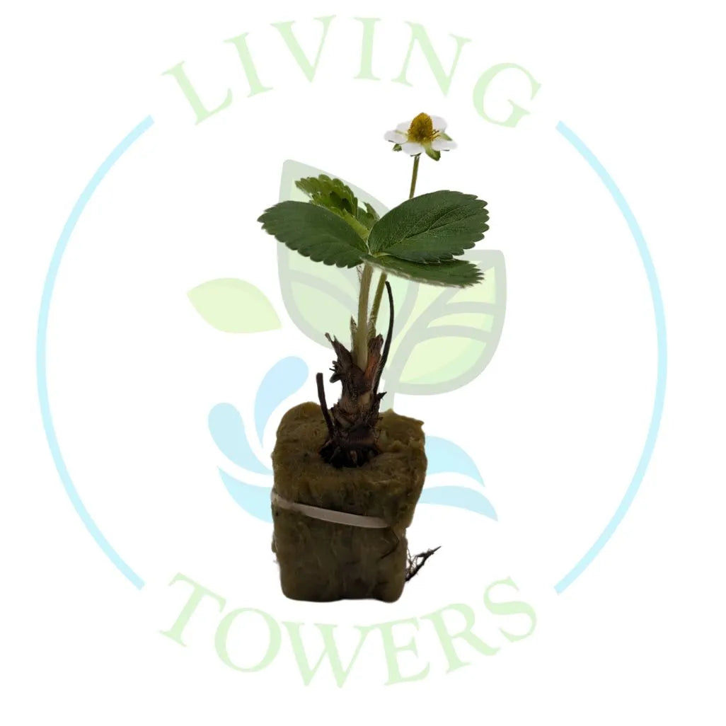 Albion Strawberry Tower Garden Seedling | Living Towers Florida Keys