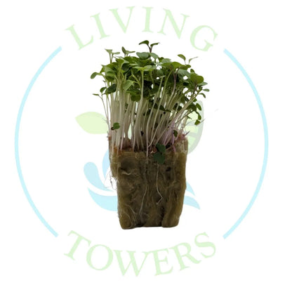 Arugula Micro Green Tower Garden Seedling | Living Towers Florida Keys