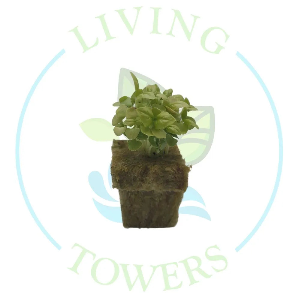 Basil Tower Garden Seedling | Living Towers Florida Keys