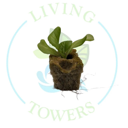 Bibb Lettuce Tower Garden Seedling | Living Towers Florida Keys