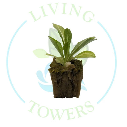 Bluerock Romaine Lettuce Tower Garden Seedling | Living Towers Florida Keys
