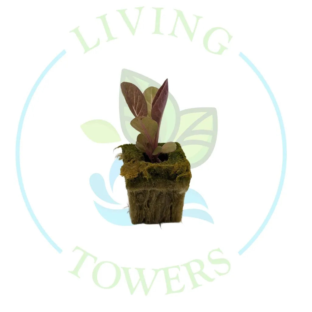 Breen Red Romaine Lettuce Tower Garden Seedling | Living Towers Florida Keys
