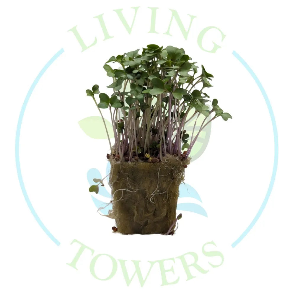 Broccoli Micro Green Tower Garden Seedling | Living Towers Florida Keys