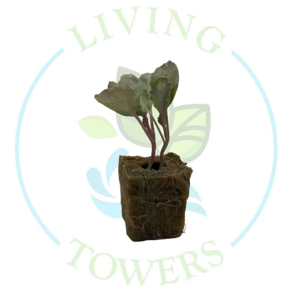 Cabbage Tower Garden Seedling | Living Towers Florida Keys