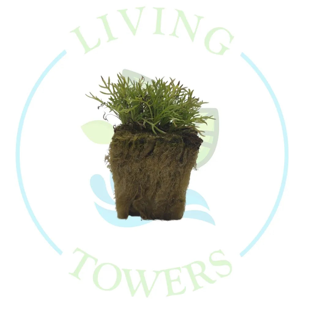 Chamomile Tower GardenSeedling | Living Towers Florida Keys