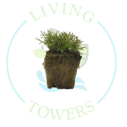Chamomile Tower GardenSeedling | Living Towers Florida Keys