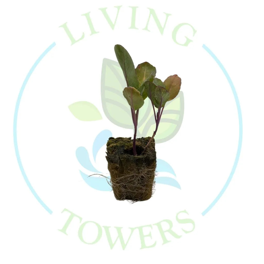 Cheddar Cauliflower Tower Garden Seedling | Living Towers Florida Keys