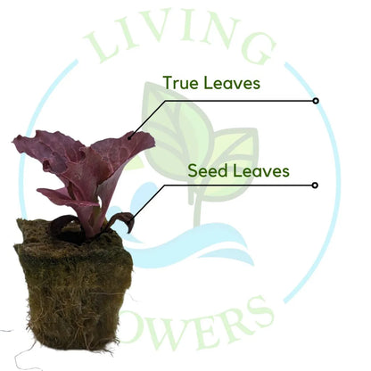 Cherokee Lettuce Tower Garden Seedling | Living Towers Florida Keys