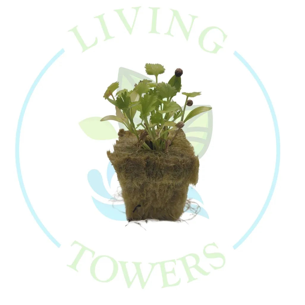 Cilantro Tower Garden Seedling | Living Towers Florida Keys