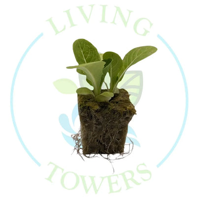 Coastal Star Romaine Lettuce Tower Garden Seedling | Living Towers Florida Keys