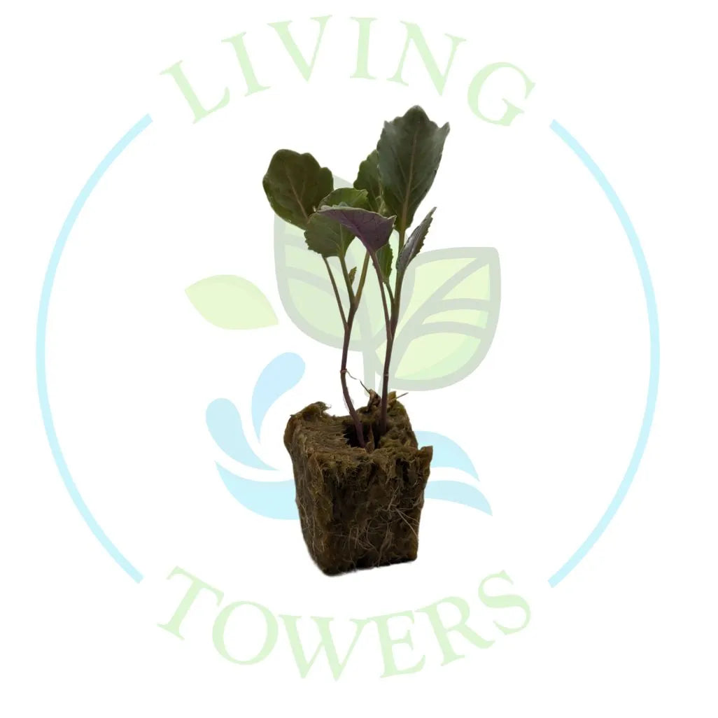 Collard Tower Garden Seedling | Living Towers Florida Keys