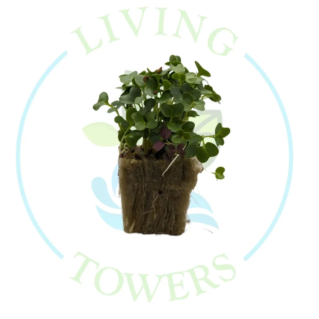 Curly Kale Micro Green Tower Garden Seedling | Living Towers Florida Keys