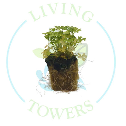 Curly Parsley Tower Garden Seedling | Living Towers Florida Keys