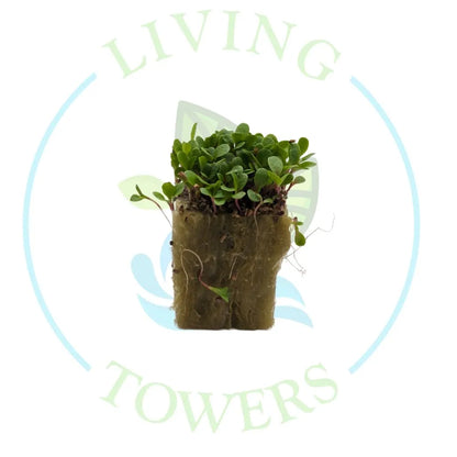 Dandelion Micro Green Tower Garden Seedling | Living Towers Florida Keys