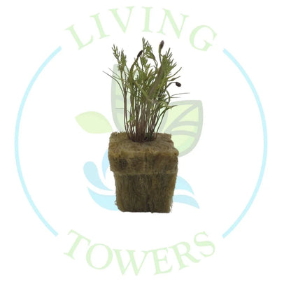 Dill Tower Garden Seedling | Living Towers Florida Keys