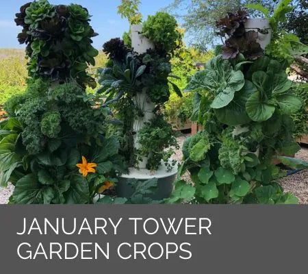 10 Crops to Grow in January in a Tower Garden