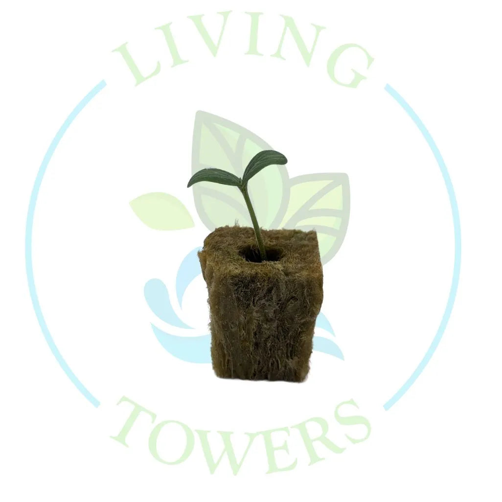 Divergent Cantaloupe Tower Garden Seedling | Living Towers Florida Keys