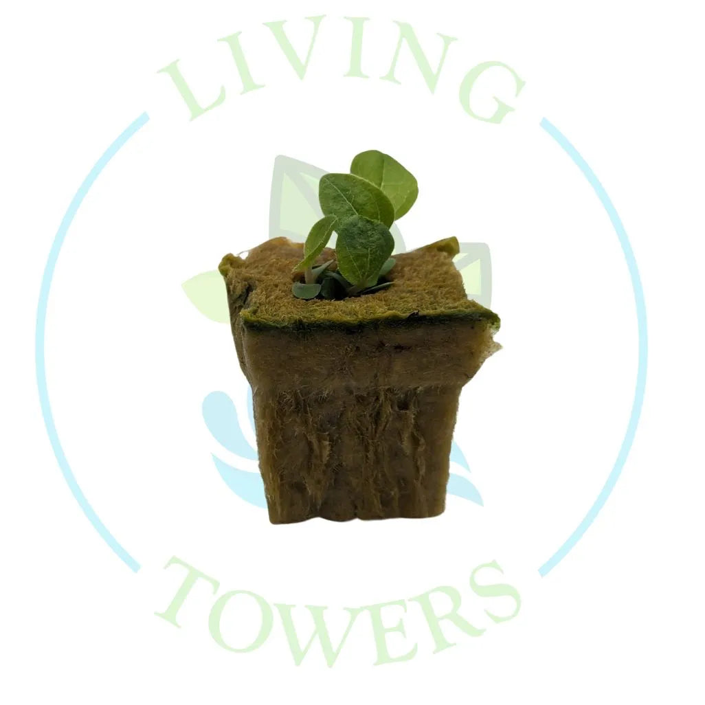Echinacea Tower Garden Seedling | Living Towers Florida Keys