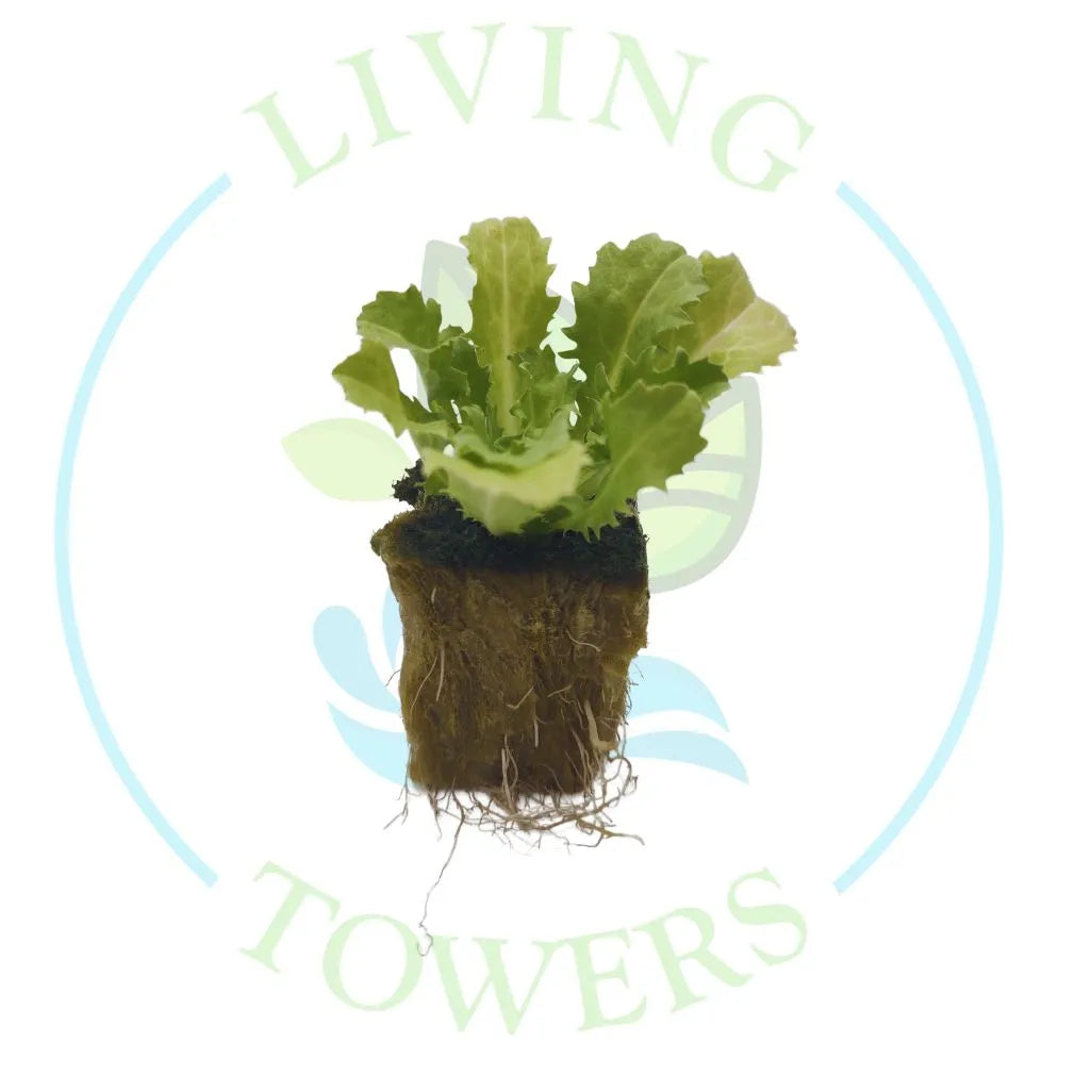 Endive Tower Garden Seedling | Living Towers Florida Keys