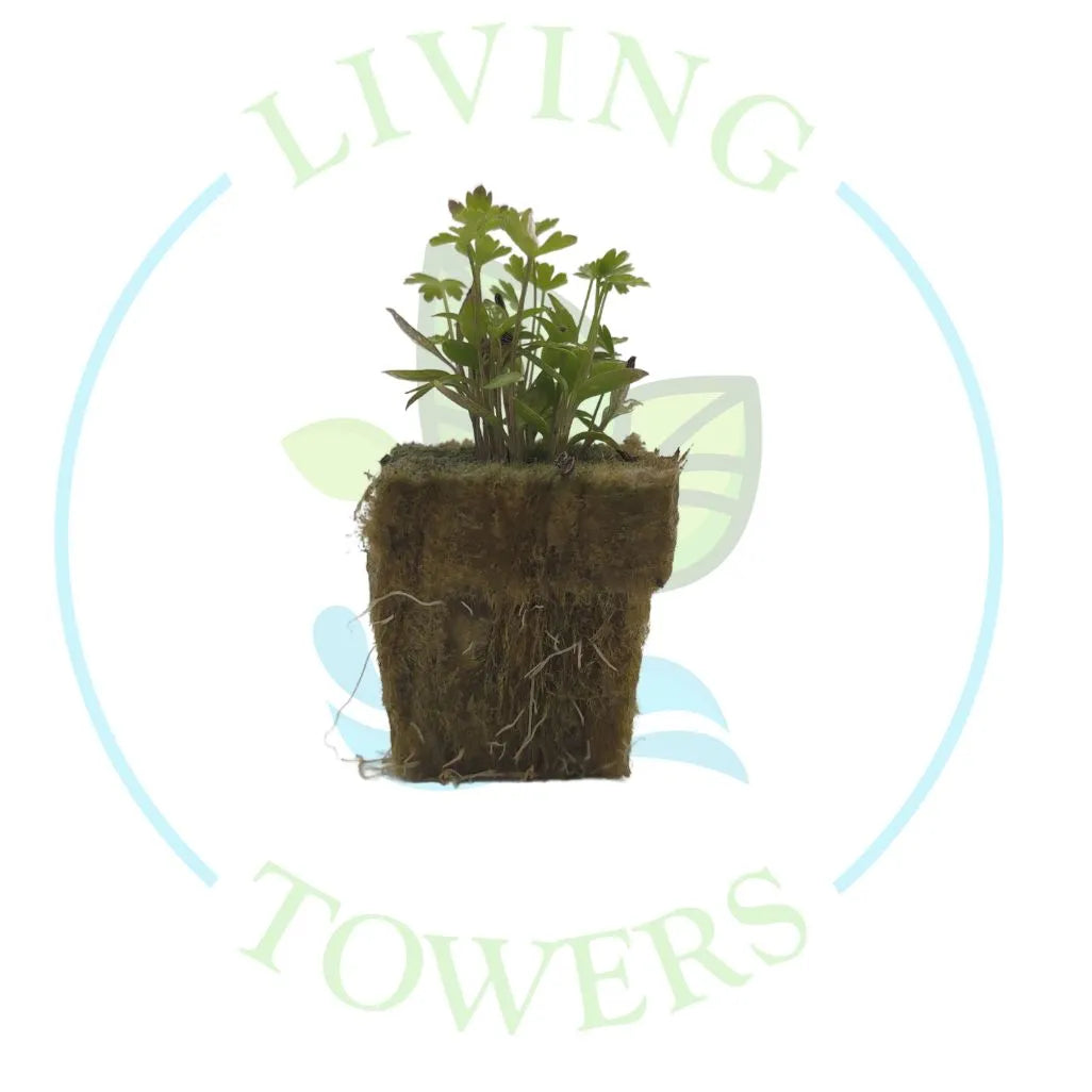 Flat Parsley Tower Garden Seedling | Living Towers Florida Keys