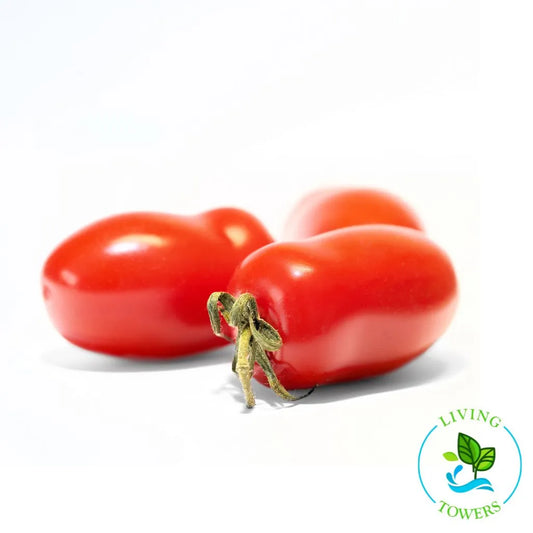 Granadero Tomato Seedling | Living Towers Florida Keys