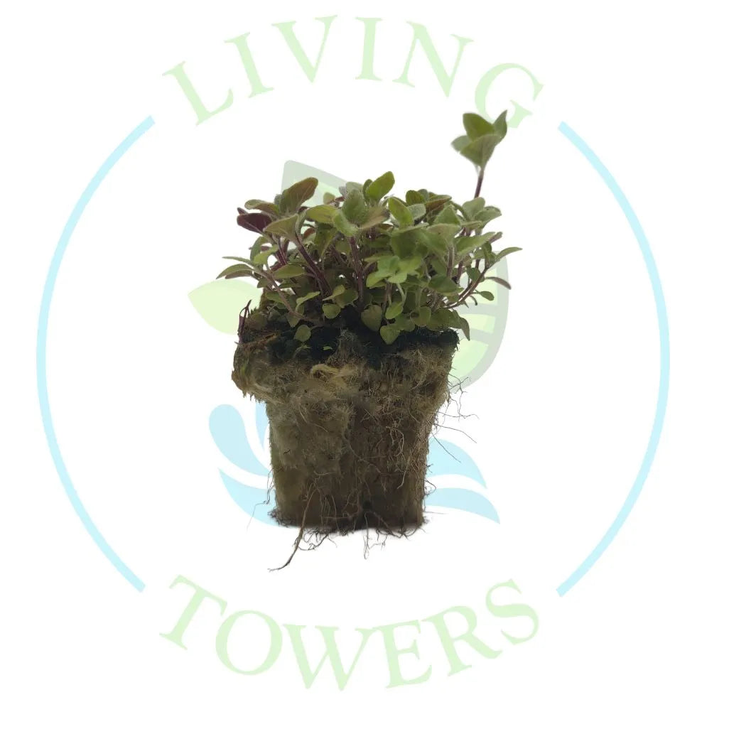 Greek Oregano Tower Garden Seedling | Living Towers Florida Keys