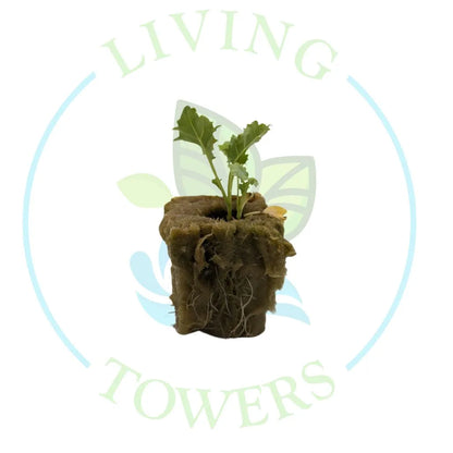 Green Kale Tower Garden Seedling | Living Towers Florida Keys