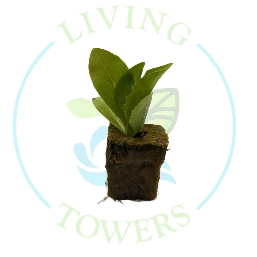 Green Radicchio Tower Garden Seedling | Living Towers Florida Keys