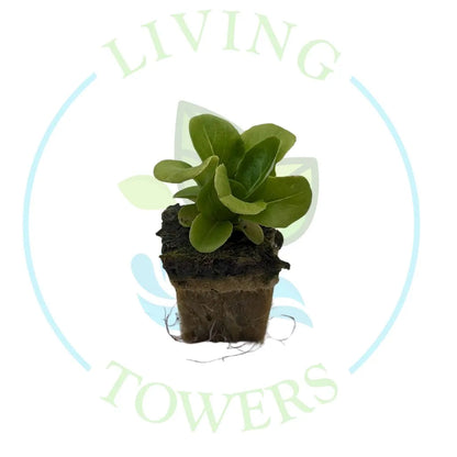 Green Salanova Lettuce Tower Garden Seedling | Living Towers Florida Keys