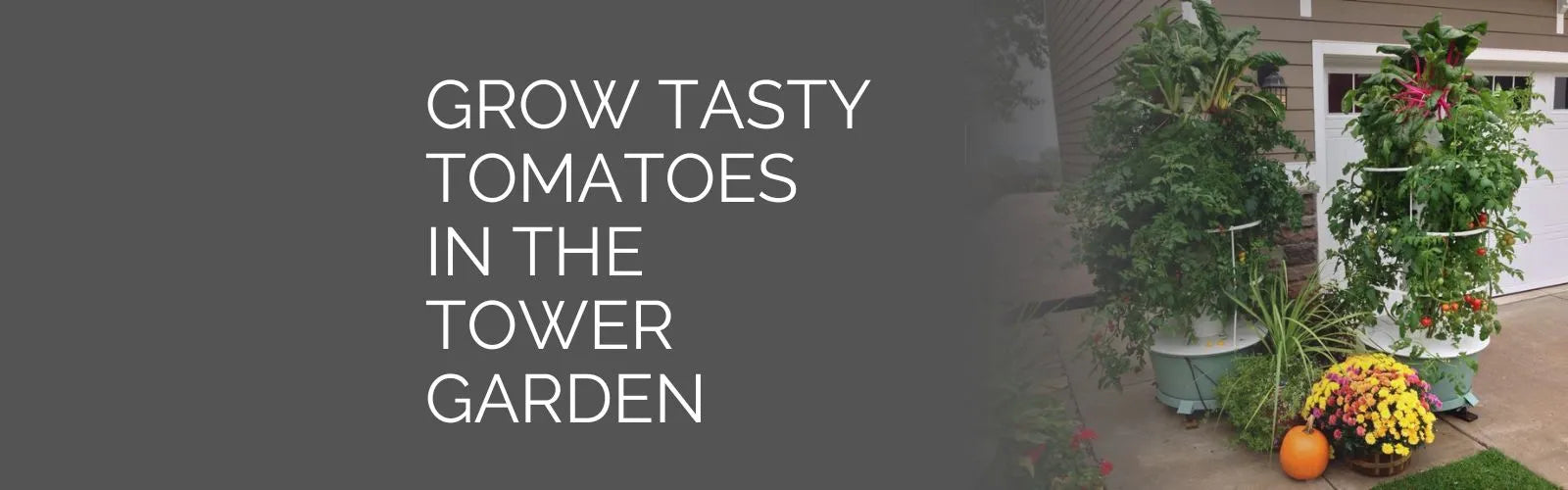 Growing Tomatoes in the Tower Garden