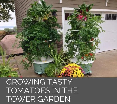 Growing Tomatoes in the Tower Garden