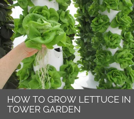 How to grow lettuce in the Tower Garden