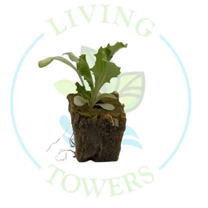 Iceberg Lettuce Tower Garden Seedling | Living Towers Florida Keys