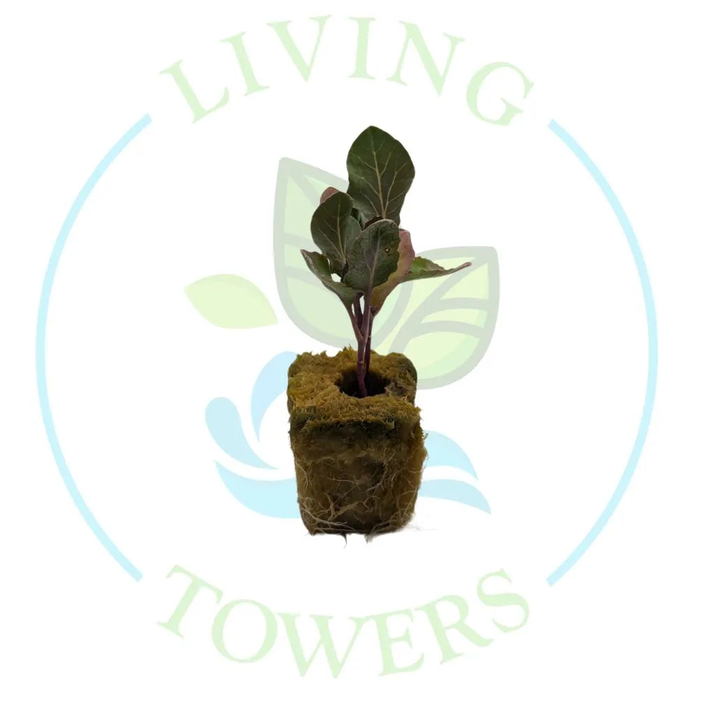Lavender Cauliflower Tower Garden Seedling | Living Towers Florida Keys