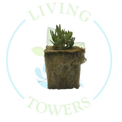 Lavender Tower Garden Seedling | Living Towers Florida Keys