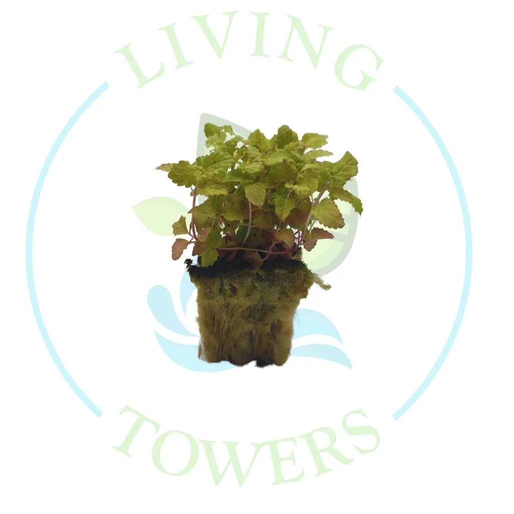 Lemon Balm Tower Garden Seedling | Living Towers Florida Keys