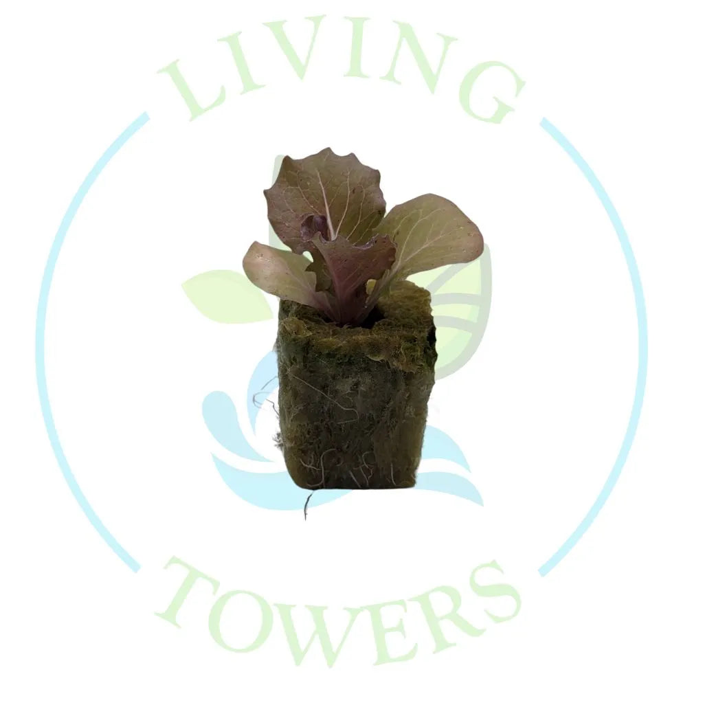Magenta Lettuce Tower Garden Seedling | Living Towers Florida Keys