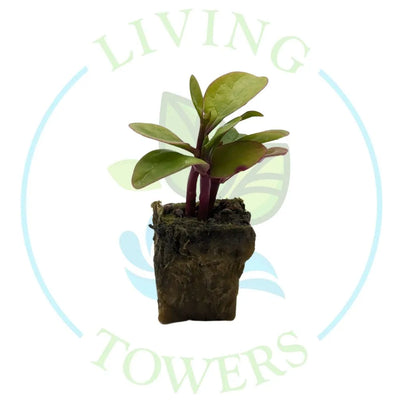 Malabar Spinach Tower Garden Seedling | Living Towers Florida Keys