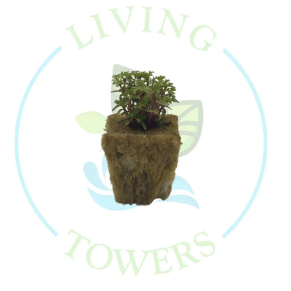 Marigold Tower Garden Seedling | Living Towers Florida Keys