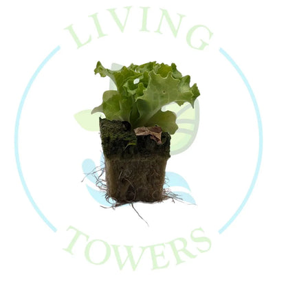 Muir Lettuce Tower Garden Seedling | Living Towers Florida Keys