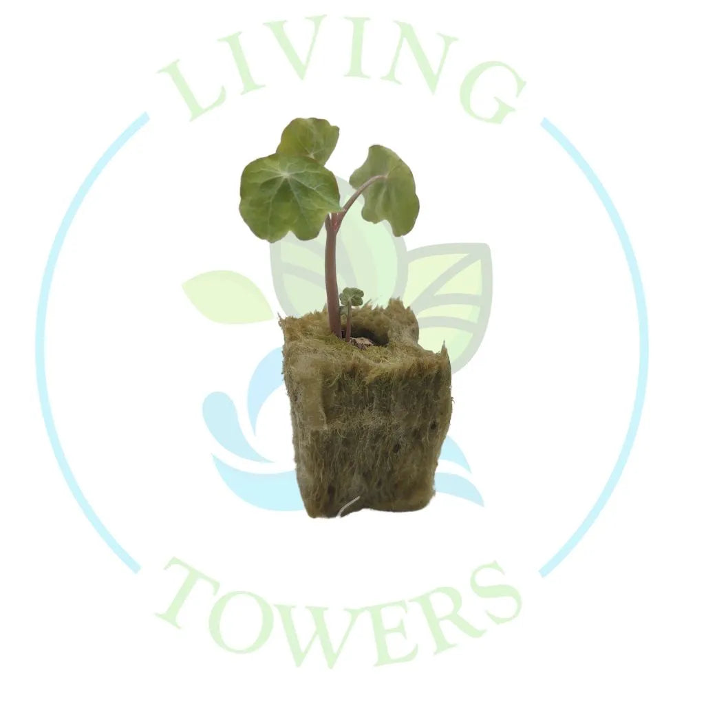 Nasturtium Tower Garden Seedling | Living Towers Florida Keys