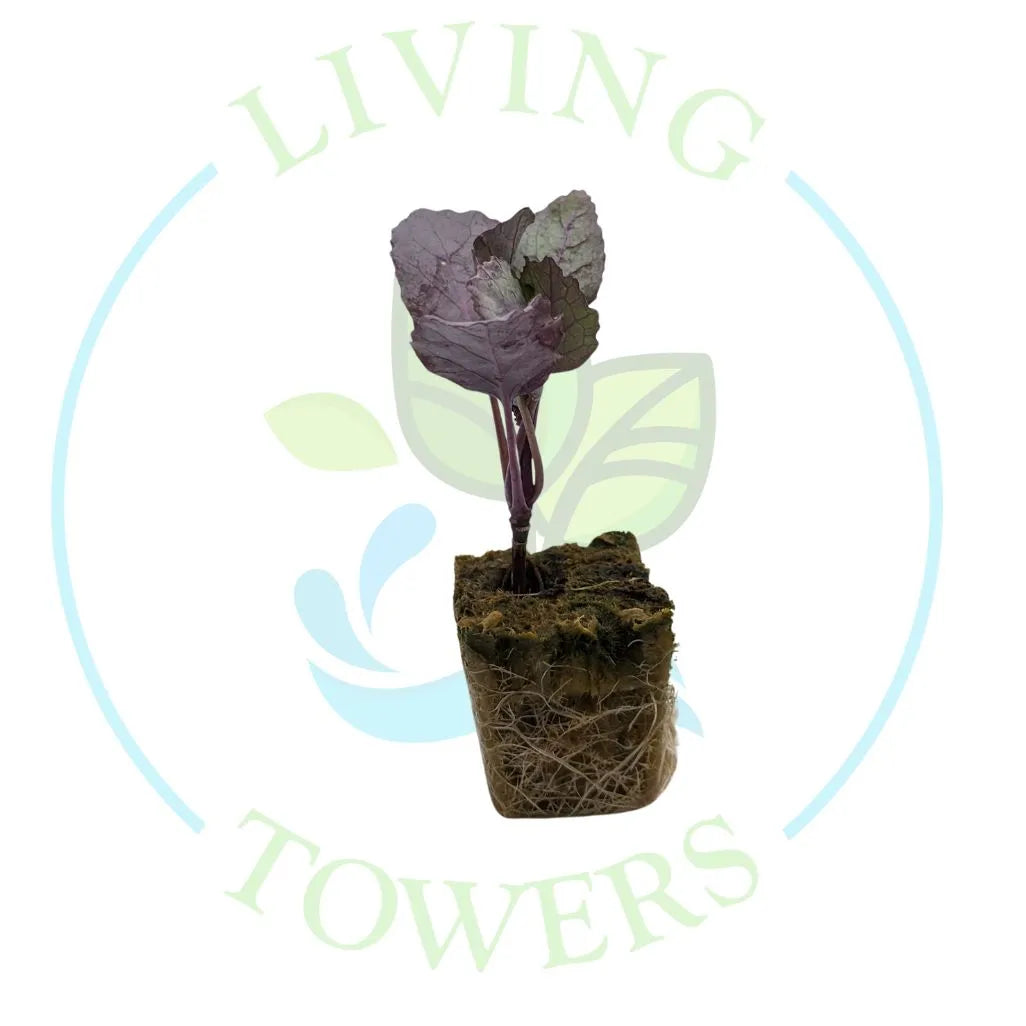 Purple Kohlrabi Tower Garden Seedling | Living Towers Florida Keys