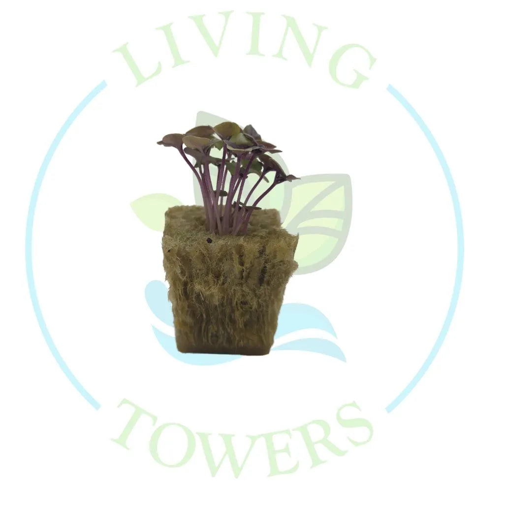 Red Basil Tower Garden Seedling | Living Towers Florida Keys
