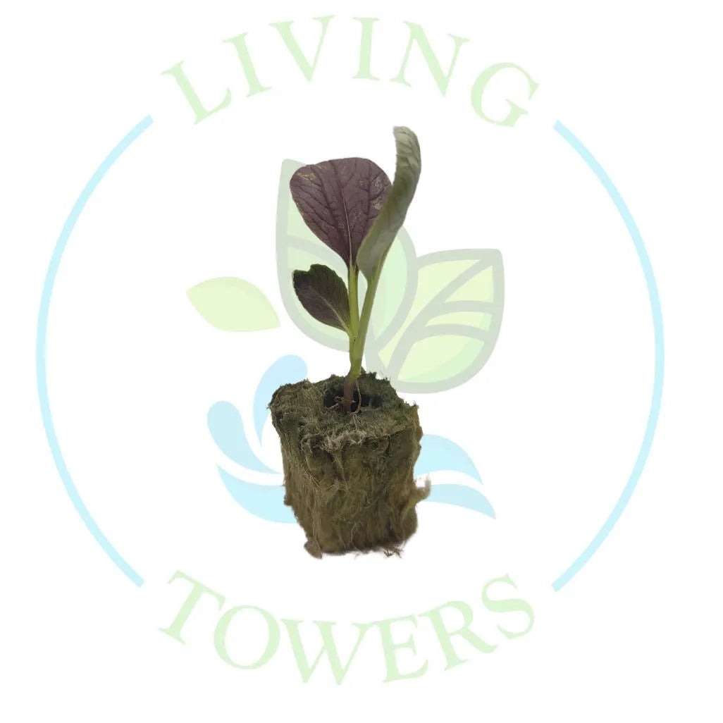 Red Pac Choi Tower Garden Seedling | Living Towers Florida Keys
