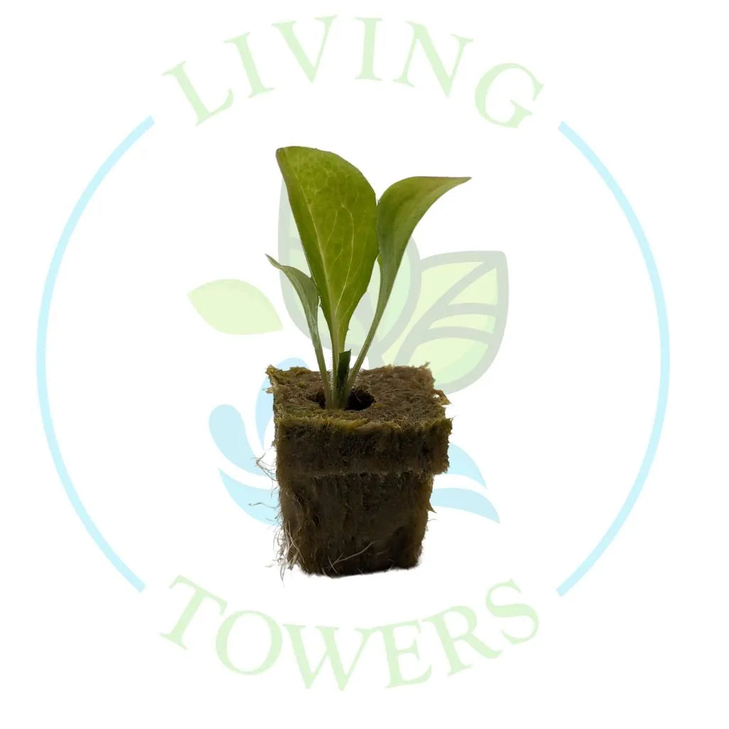Red Radicchio Tower Garden Seedling | Living Towers Florida Keys