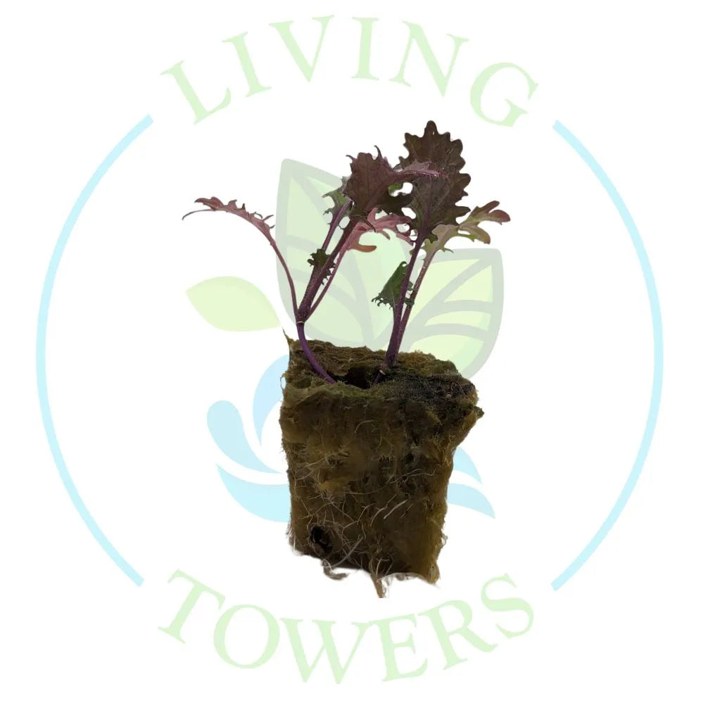 Red Russian Kale Tower Garden Seedling | Living Towers Florida Keys