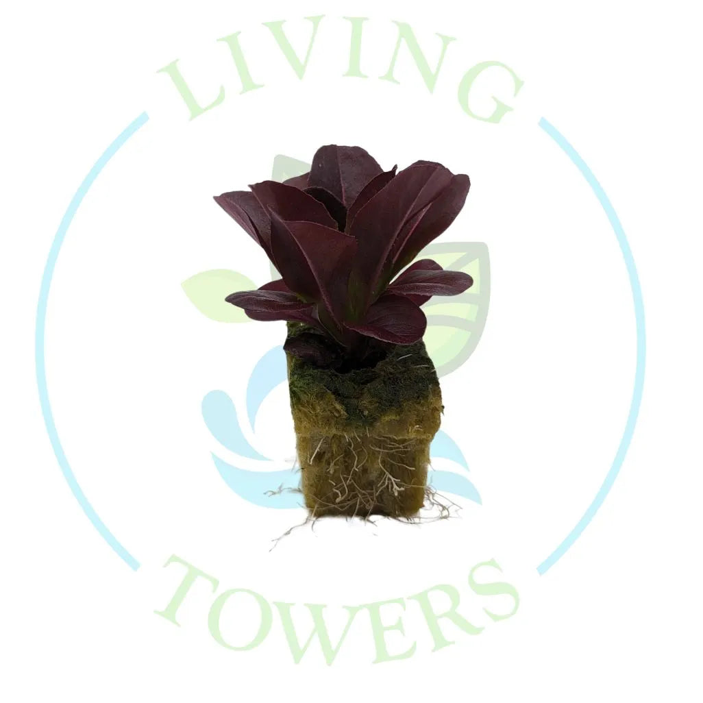Red Salanova Lettuce Tower Garden Seedling | Living Towers Florida Keys