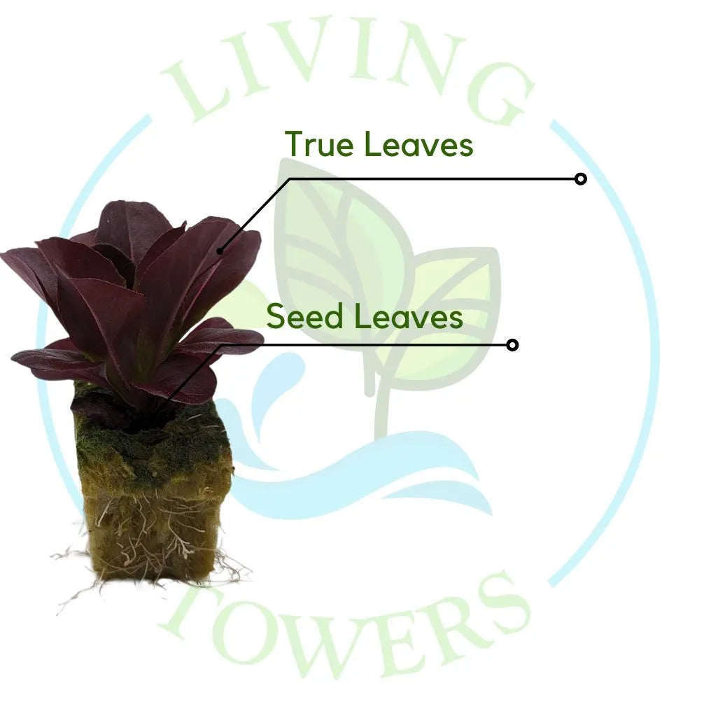 Red Salanova Lettuce Tower Garden Seedling | Living Towers Florida Keys