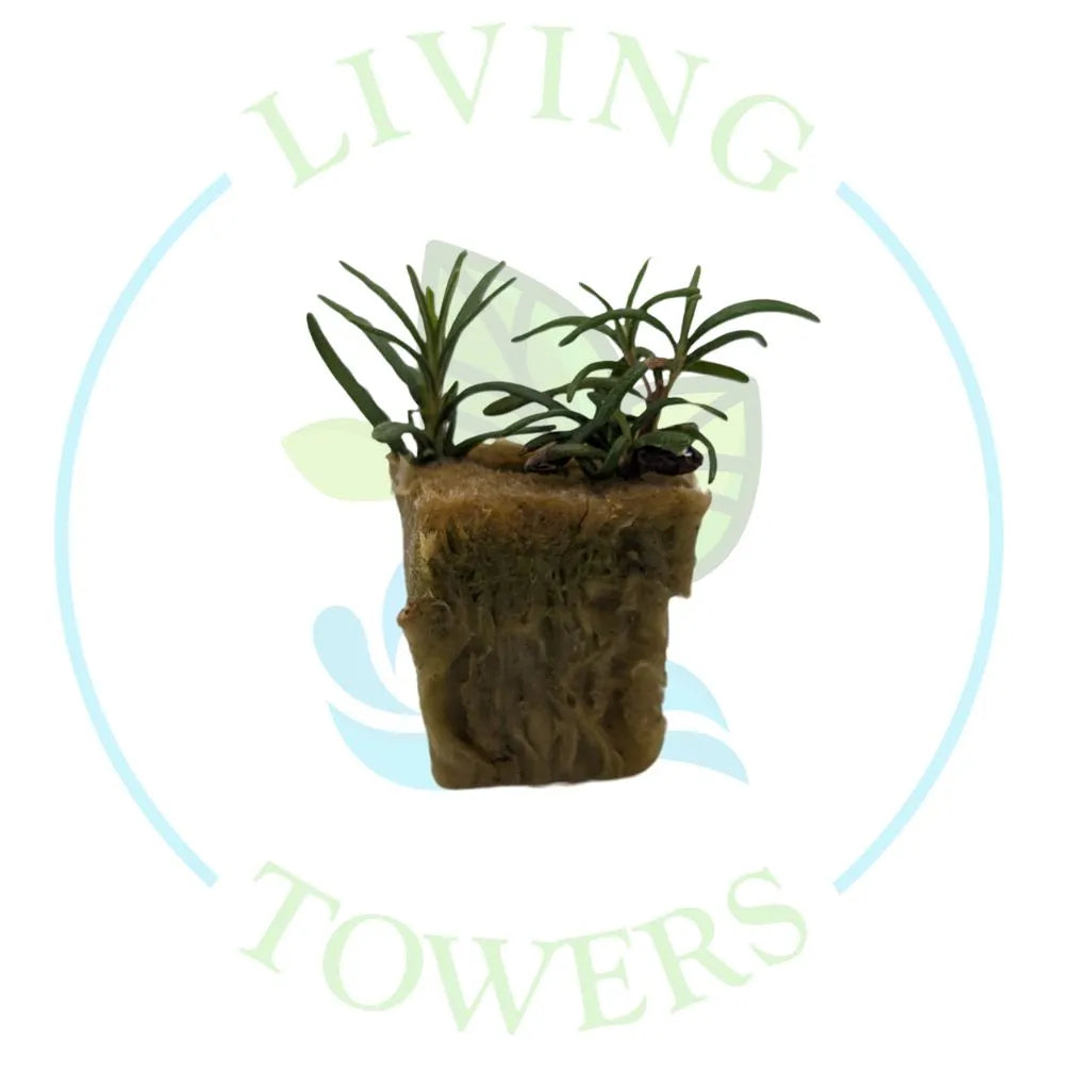 Rosemary Tower Garden Seedling | Living Towers Florida Keys